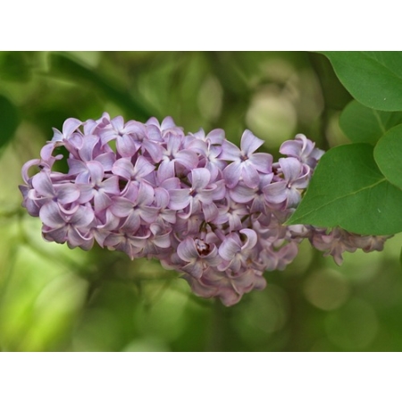 syringa lilac